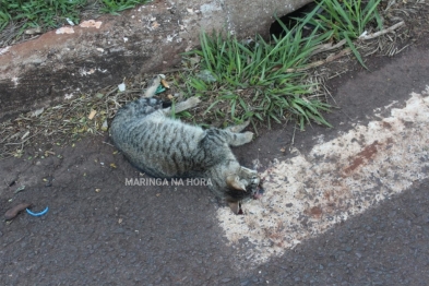 foto de Maringá: Dois gatos e um cachorro, foram encontrados mortos no bairro Jardim São Silvestre