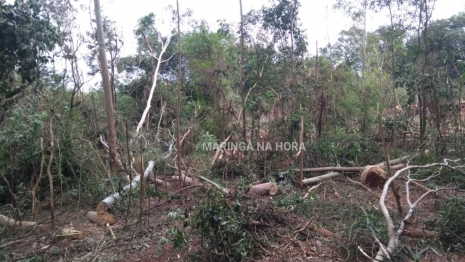 foto de Trabalhador morre após ser atingido por galho de árvore na cabeça em Mandaguaçu