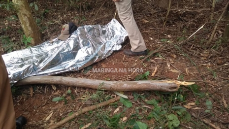 foto de Trabalhador morre após ser atingido por galho de árvore na cabeça em Mandaguaçu