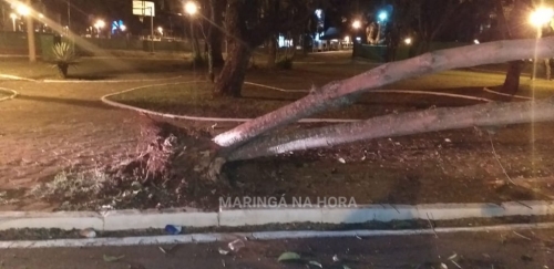 foto de Motorista perde o controle arranca árvore e vai preso por embriaguez em Maringá