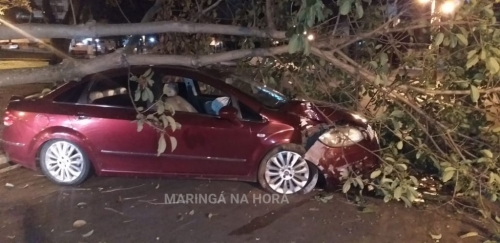 foto de Motorista perde o controle arranca árvore e vai preso por embriaguez em Maringá