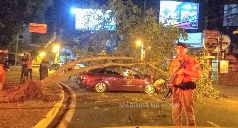 foto de Motorista perde o controle arranca árvore e vai preso por embriaguez em Maringá