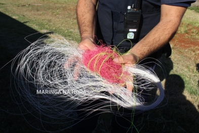 foto de Força tarefa realiza operação de combate ao cerol e à linha chilena em Maringá