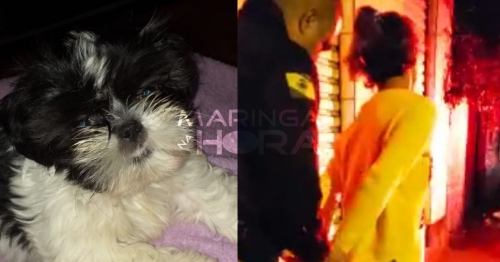 Jovem é presa por receptação ao comprar por R$20 reais, cachorra da raça shih-tzu que desapareceu em Paiçandu