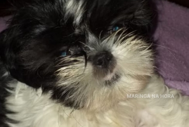 foto de Jovem é presa por receptação ao comprar por R$20 reais, cachorra da raça shih-tzu que desapareceu em Paiçandu