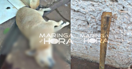 Revoltante - Cachorros são mortos a pauladas em Paiçandu