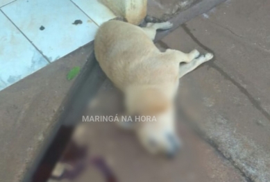 foto de Revoltante - Cachorros são mortos a pauladas em Paiçandu