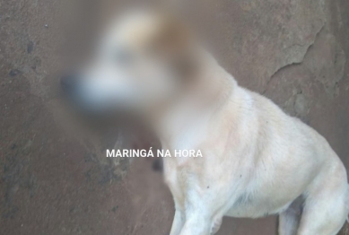 foto de Revoltante - Cachorros são mortos a pauladas em Paiçandu