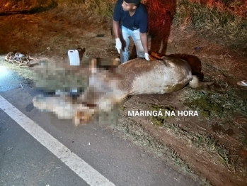 foto de Égua prenha de sete meses morre após ser atropelada por carro enquanto puxava carroça em Maringá