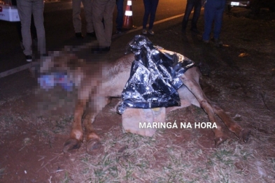 foto de Égua prenha de sete meses morre após ser atropelada por carro enquanto puxava carroça em Maringá