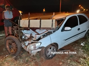 foto de Égua prenha de sete meses morre após ser atropelada por carro enquanto puxava carroça em Maringá