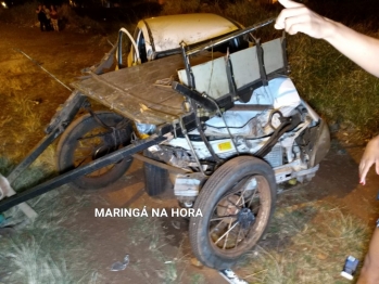 foto de Égua prenha de sete meses morre após ser atropelada por carro enquanto puxava carroça em Maringá