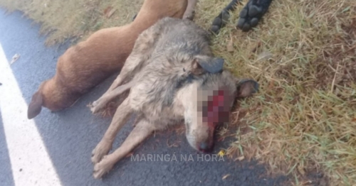 Revoltante - Cães são encontrados mortos em Mandaguaçu e suspeita é que tenham sido esfaqueados