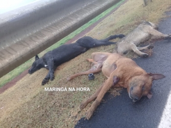 foto de Revoltante - Cães são encontrados mortos em Mandaguaçu e suspeita é que tenham sido esfaqueados