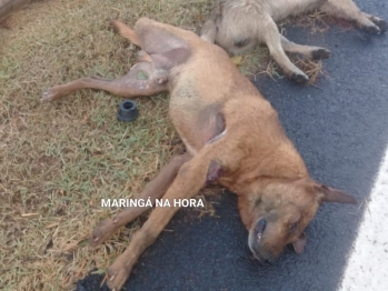 foto de Revoltante - Cães são encontrados mortos em Mandaguaçu e suspeita é que tenham sido esfaqueados