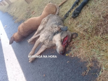 foto de Revoltante - Cães são encontrados mortos em Mandaguaçu e suspeita é que tenham sido esfaqueados