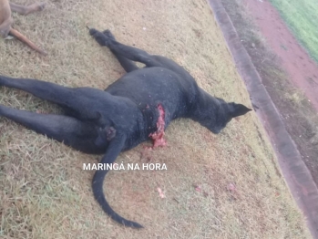 foto de Revoltante - Cães são encontrados mortos em Mandaguaçu e suspeita é que tenham sido esfaqueados