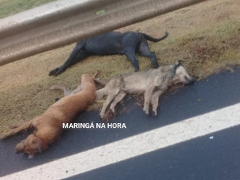 foto de Revoltante - Cães são encontrados mortos em Mandaguaçu e suspeita é que tenham sido esfaqueados