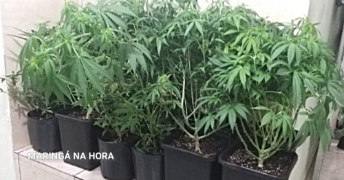 PM descobre plantio de maconha em Maringá 