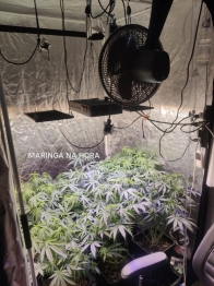 foto de PM descobre plantio de maconha em Maringá 