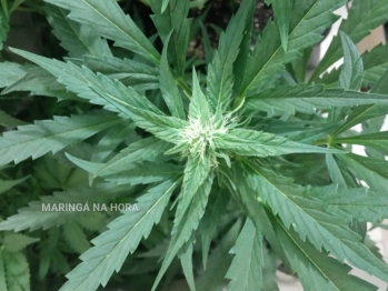 foto de PM descobre plantio de maconha em Maringá 