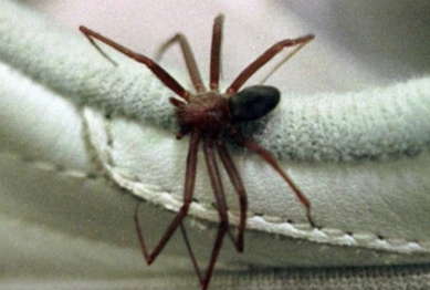 foto de Mulher é encaminhada ao hospital após ser picada por aranha marrom em Maringá