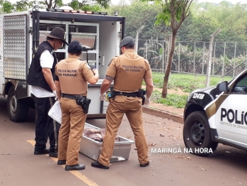 foto de Homem é morto com tiros na cabeça no Jardim Universo em Maringá