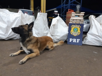 foto de PRF apreende mais de meia tonelada de maconha em fundo falso de uma carreta em Mandaguari