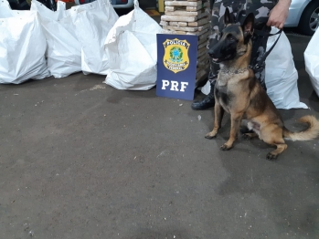 foto de PRF apreende mais de meia tonelada de maconha em fundo falso de uma carreta em Mandaguari