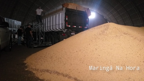 foto de Denarc apreende grande quantidade de maconha em Maringá 