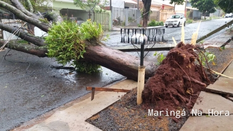 foto de Temporal causou transtornos e prejuízos na tarde de hoje em diversos pontos de Maringá