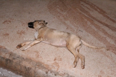 foto de Motoqueiro sofre traumatismo craniano ao atropelar cachorro em Maringá 