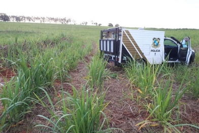 foto de Revoltante - Filho esquarteja o próprio pai e enterra na zona rural de Paranavaí