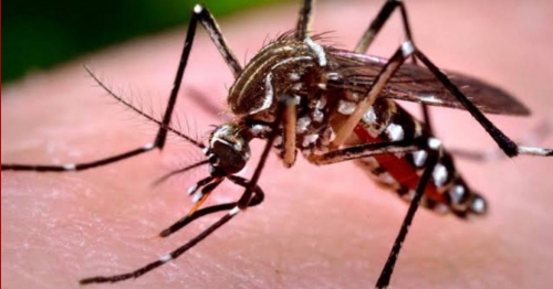 Criança morre com sintomas de dengue em hospital de Maringá