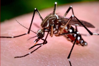 foto de Criança morre com sintomas de dengue em hospital de Maringá