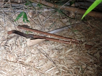 foto de Homem é encontrado morto na zona rural de Paiçandu