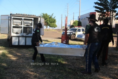 foto de Jovem se apresenta a Polícia Civil e assume que matou homem com tiros na cabeça em Maringá