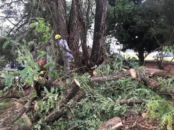 foto de Trabalhador cai de árvore e fica gravemente ferido na zona rural de Ângulo