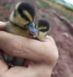 foto de PRF auxilia travessia de família de paturis em Nova Esperança