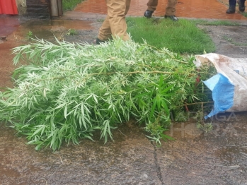 foto de Filho denuncia mãe e padrasto por tráfico de drogas, plantação de maconha e clínica veterinária clandestina em Maringá