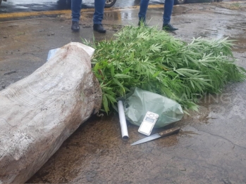 foto de Filho denuncia mãe e padrasto por tráfico de drogas, plantação de maconha e clínica veterinária clandestina em Maringá