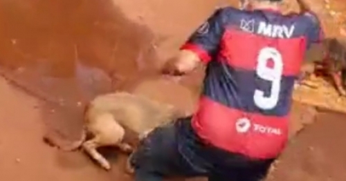 Vídeo mostra homem agredindo e maltratando animais em Maringá