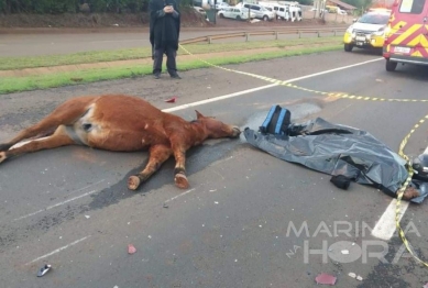 foto de Motociclista morre após moto bater em cavalo solto na pista no Norte do Paraná