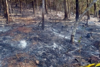 foto de Idoso morre carbonizado em incêndio ambiental no Sudoeste do Paraná