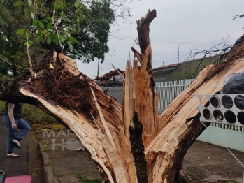 foto de Raio parte árvore ao meio no Jardim Alvorada, em Maringá