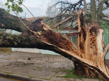 foto de Raio parte árvore ao meio no Jardim Alvorada, em Maringá