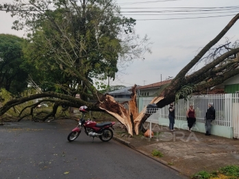 foto de Raio parte árvore ao meio no Jardim Alvorada, em Maringá