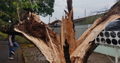 Raio parte árvore ao meio no Jardim Alvorada, em Maringá