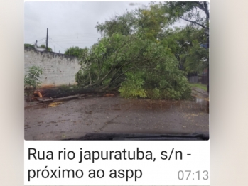 foto de Chuva provoca quedas de árvores e Defesa Civil de Maringá já recebeu ao menos 40 chamados