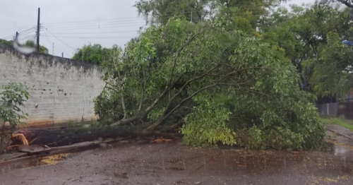 Chuva provoca quedas de árvores e Defesa Civil de Maringá já recebeu ao menos 40 chamados